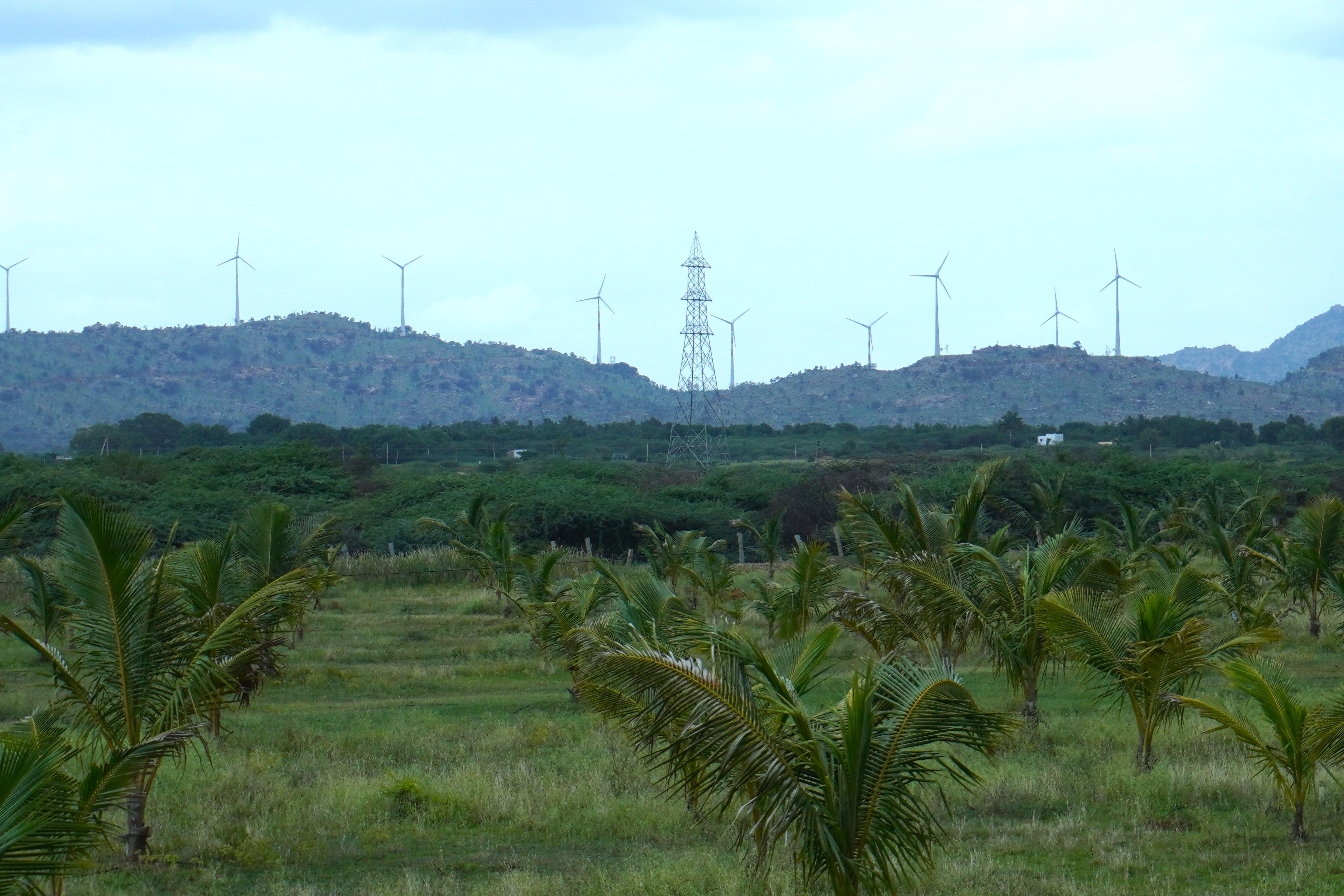 Crop Field