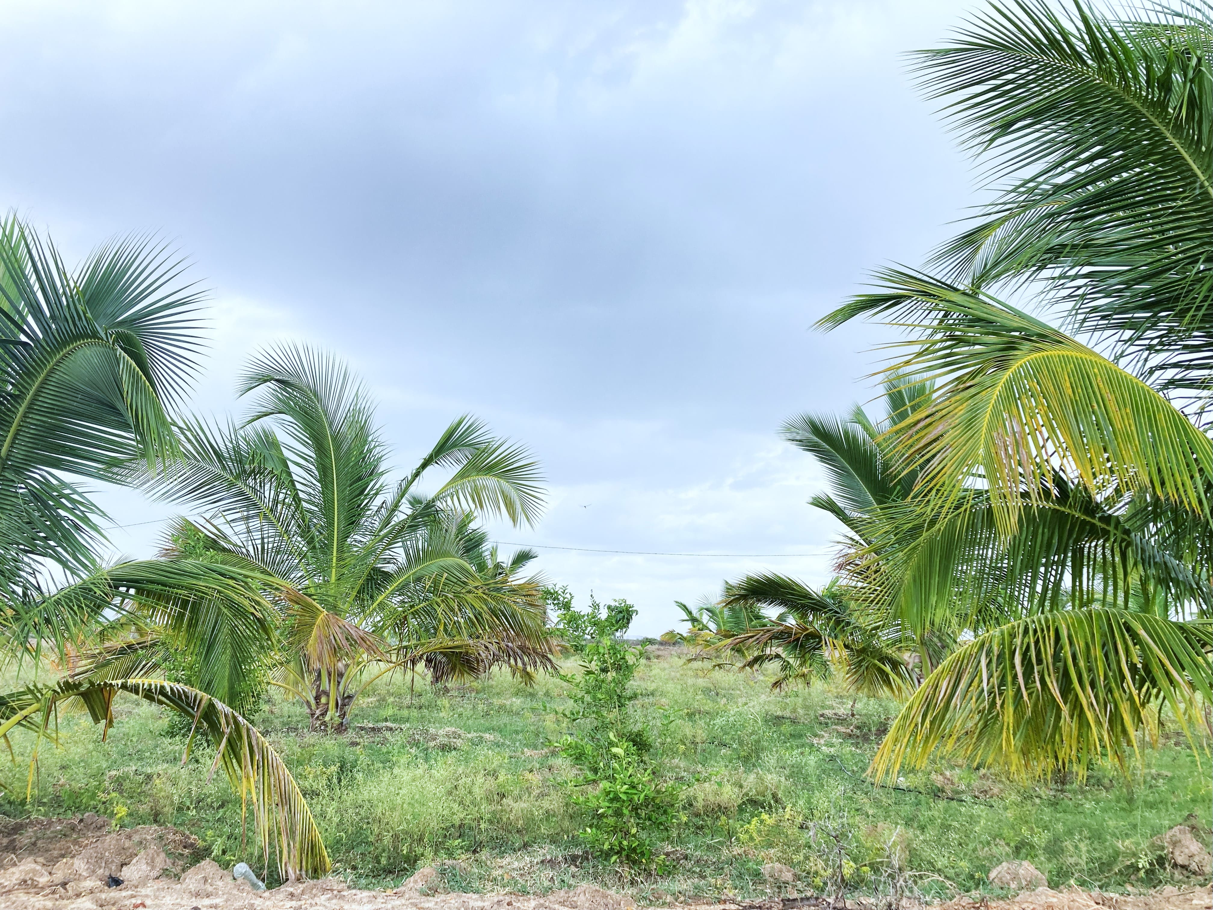 Agricultural Land